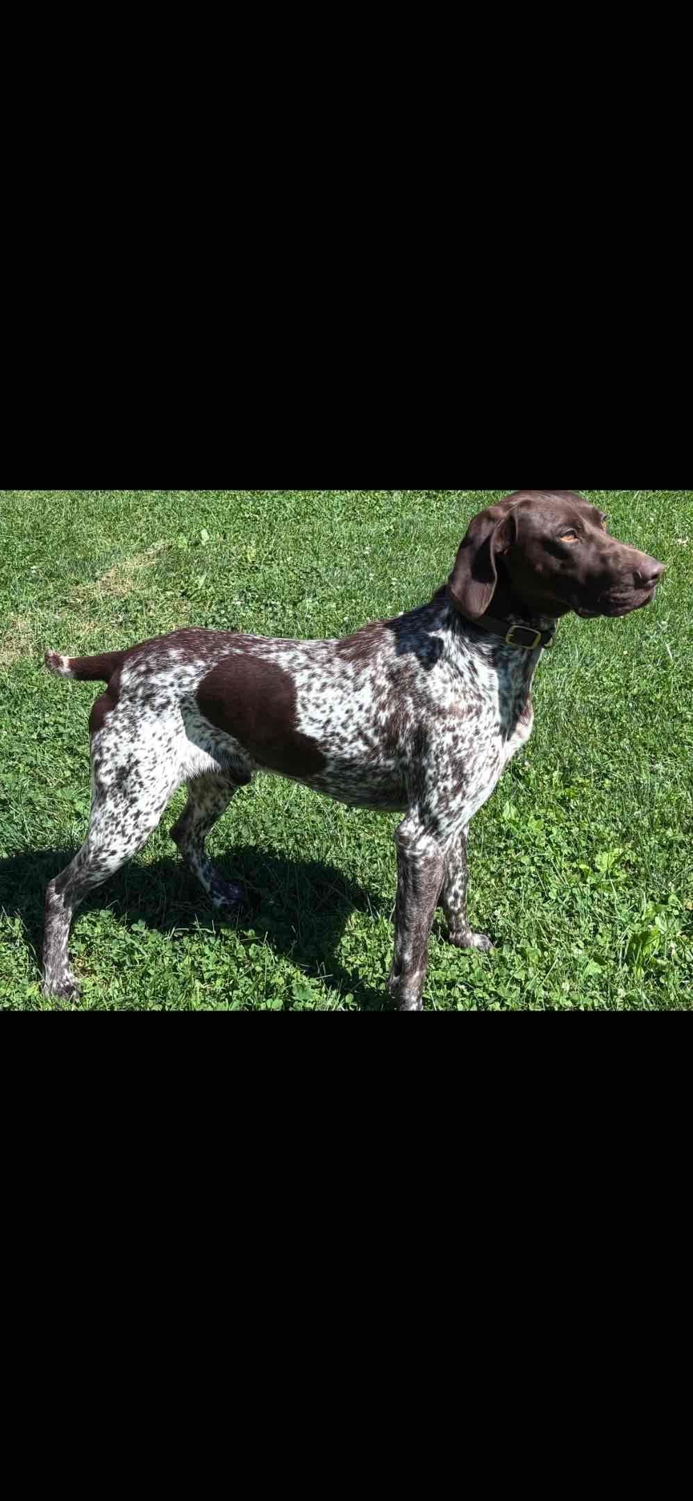 German Shorthaired Pointer Puppies breeder image 1