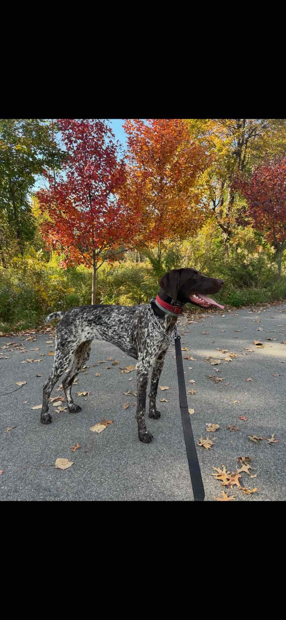German Shorthaired Pointer Puppies breeder image 3