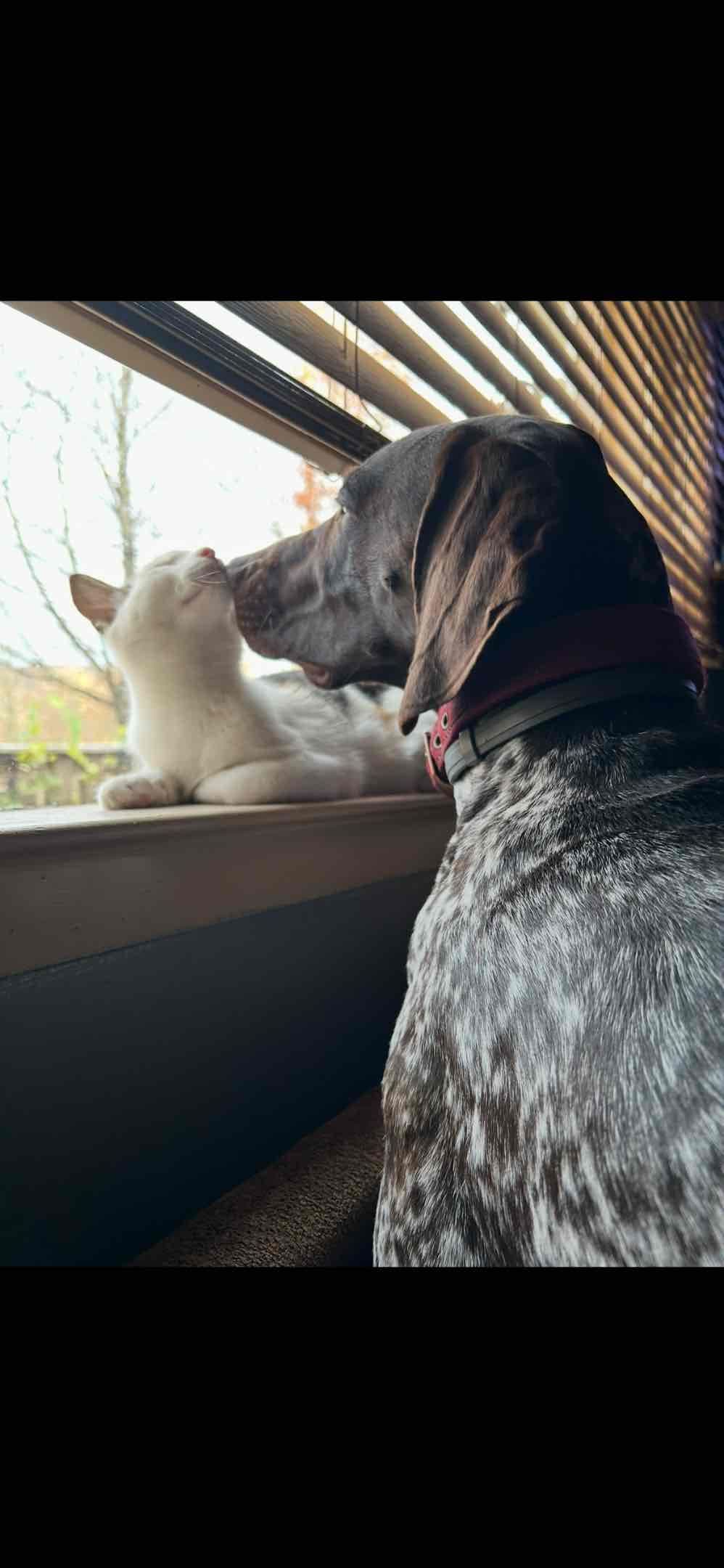 German Shorthaired Pointer Puppies breeder image 4