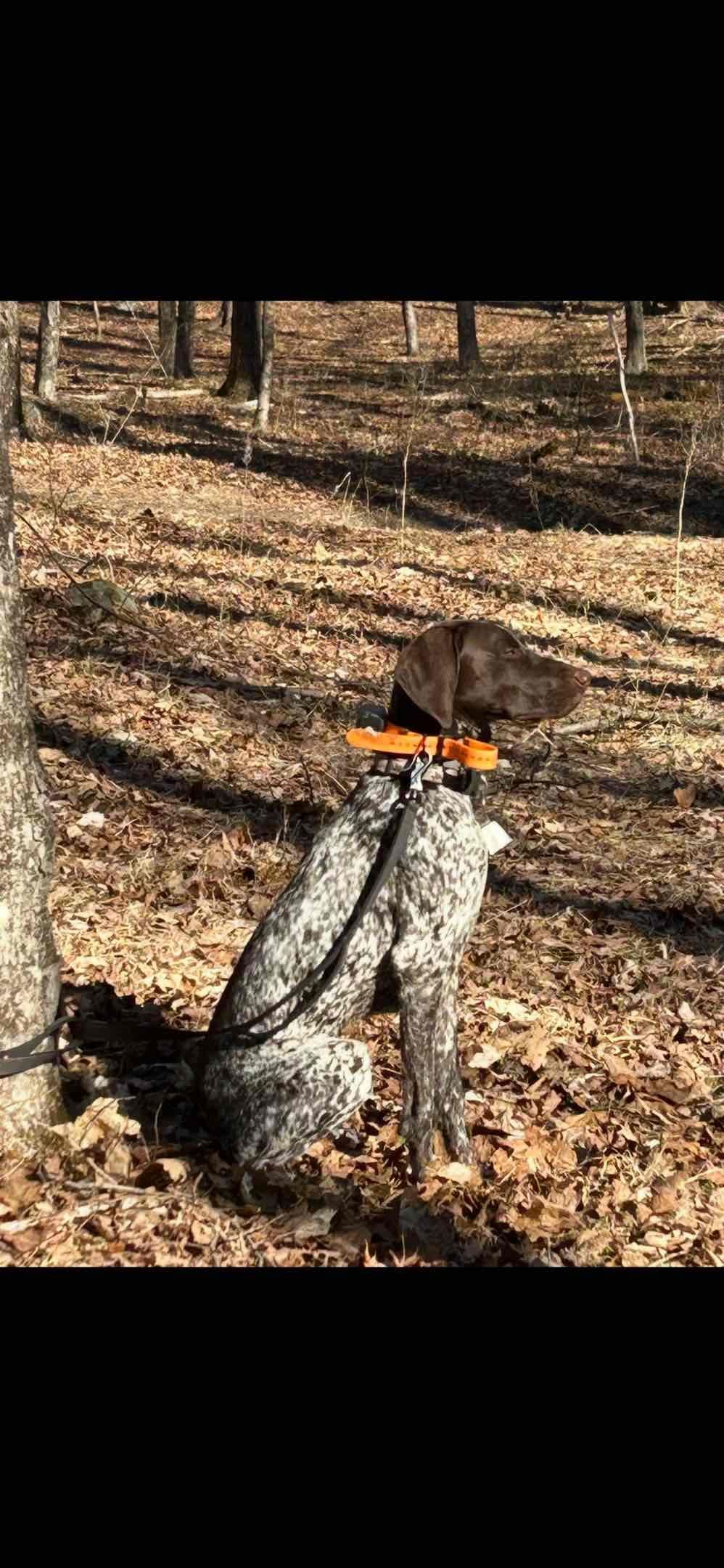 German Shorthaired Pointer Puppies breeder image 5