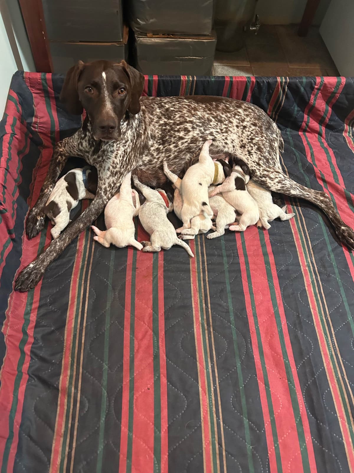 German Shorthaired Pointer Puppies breeder image 7