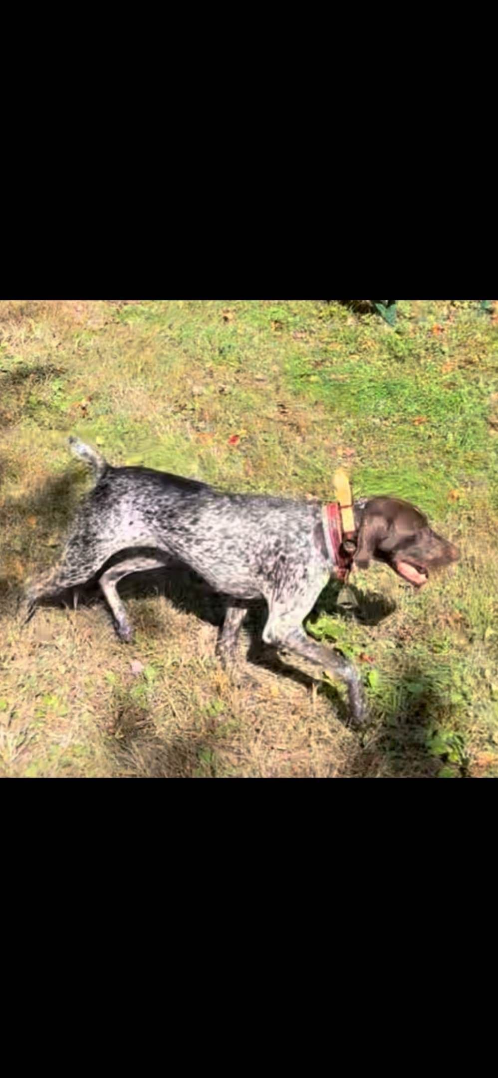 German Shorthaired Pointer Puppies breeder image 8