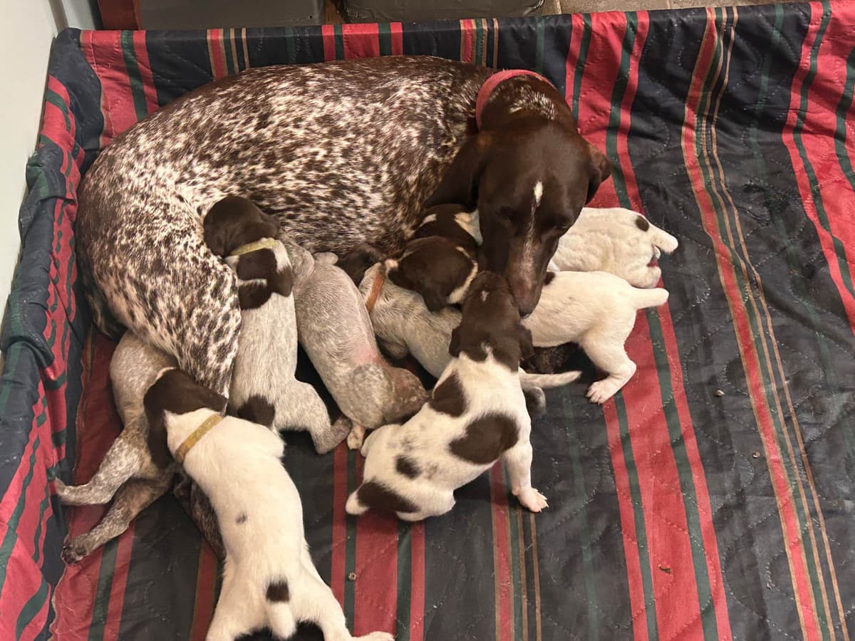 German Shorthaired Pointer Puppies breeder image 9