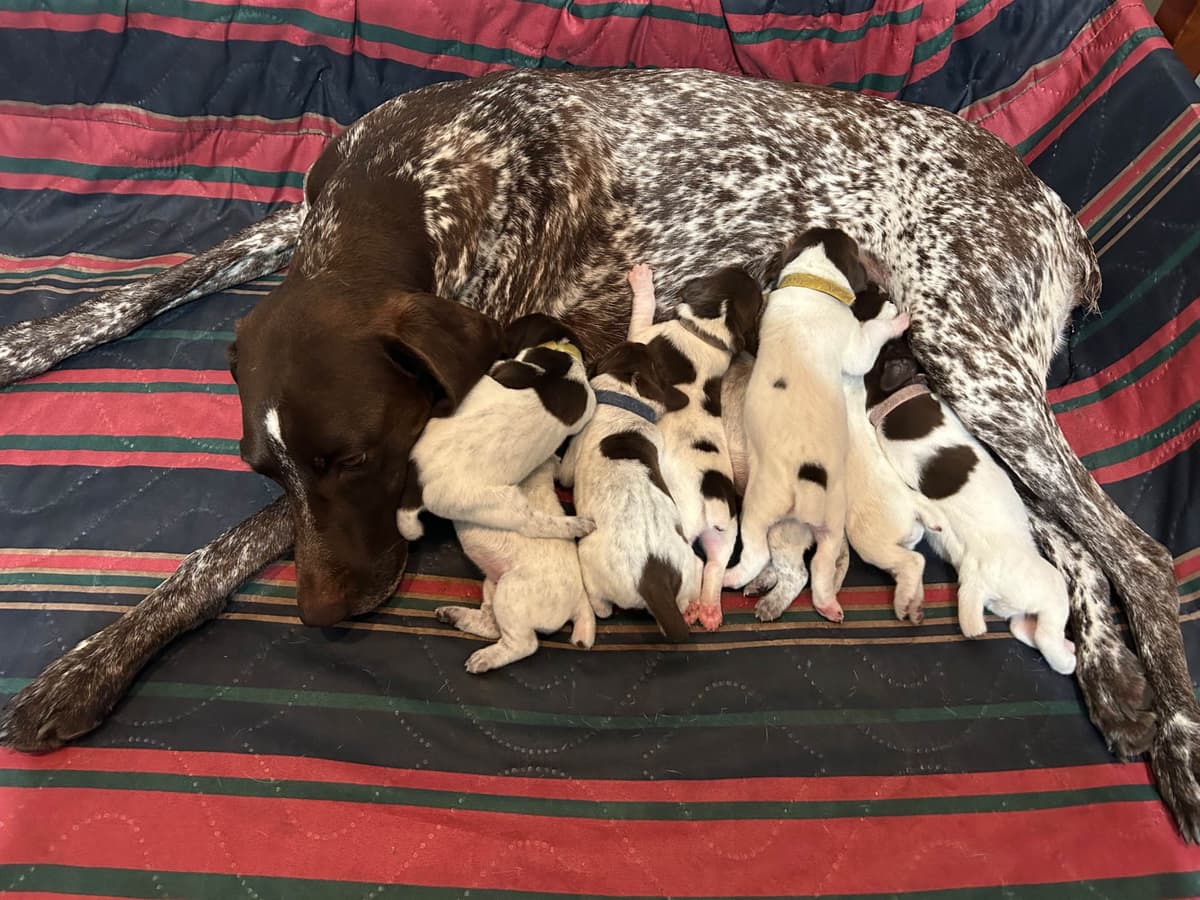 German Shorthaired Pointer Puppies breeder image 12