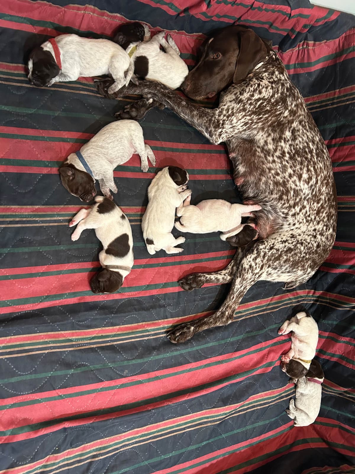 German Shorthaired Pointer Puppies breeder image 14