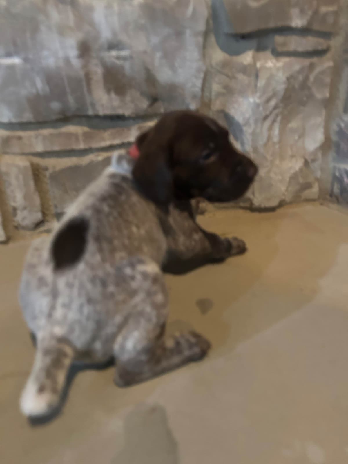 German Shorthaired Pointer Puppies breeder image 21