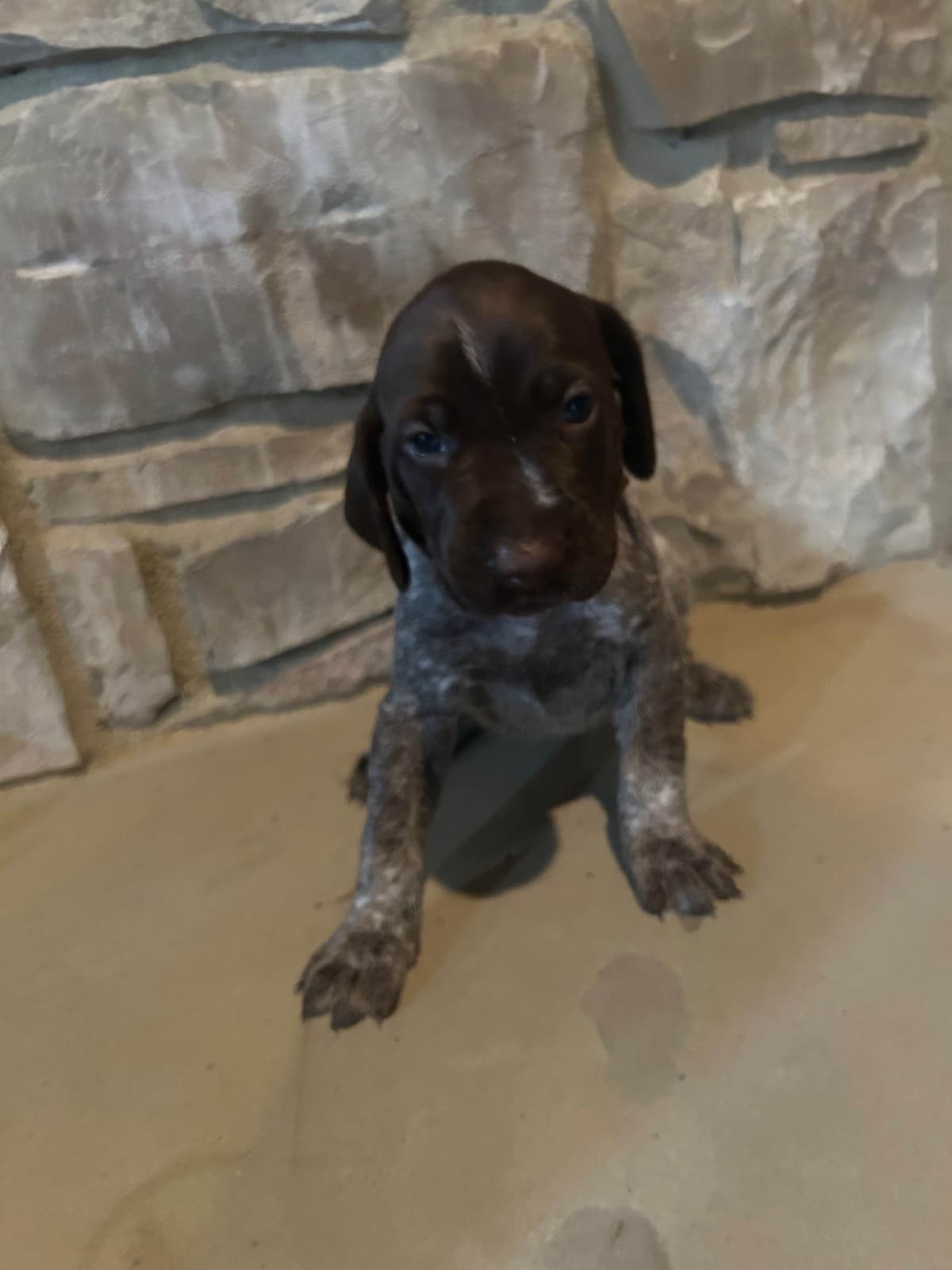 German Shorthaired Pointer Puppies breeder image 20