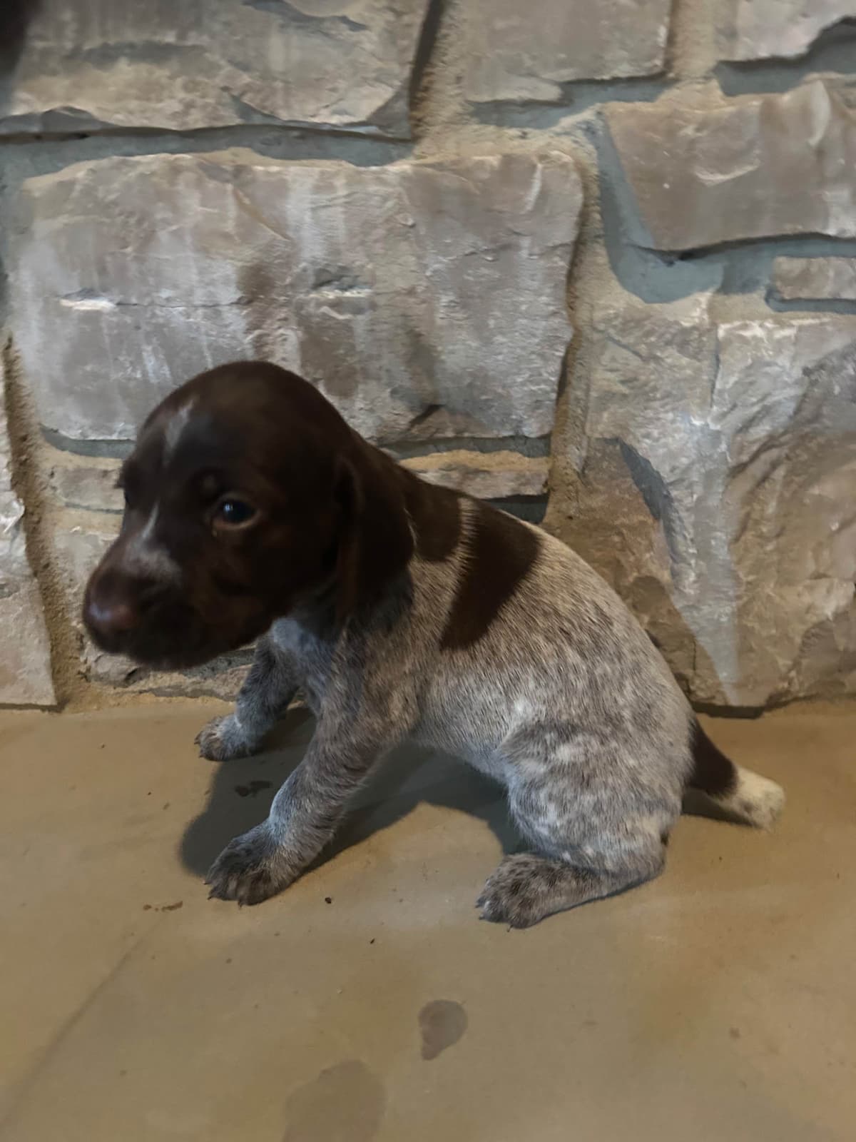 German Shorthaired Pointer Puppies breeder image 22