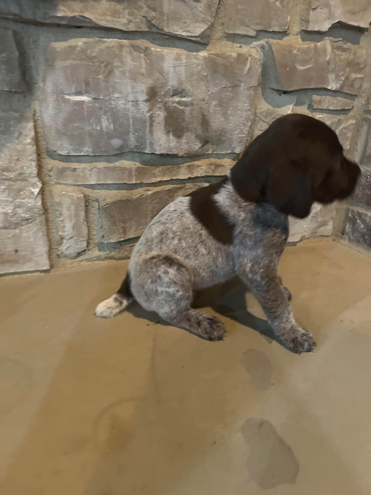 German Shorthaired Pointer Puppies breeder image 23