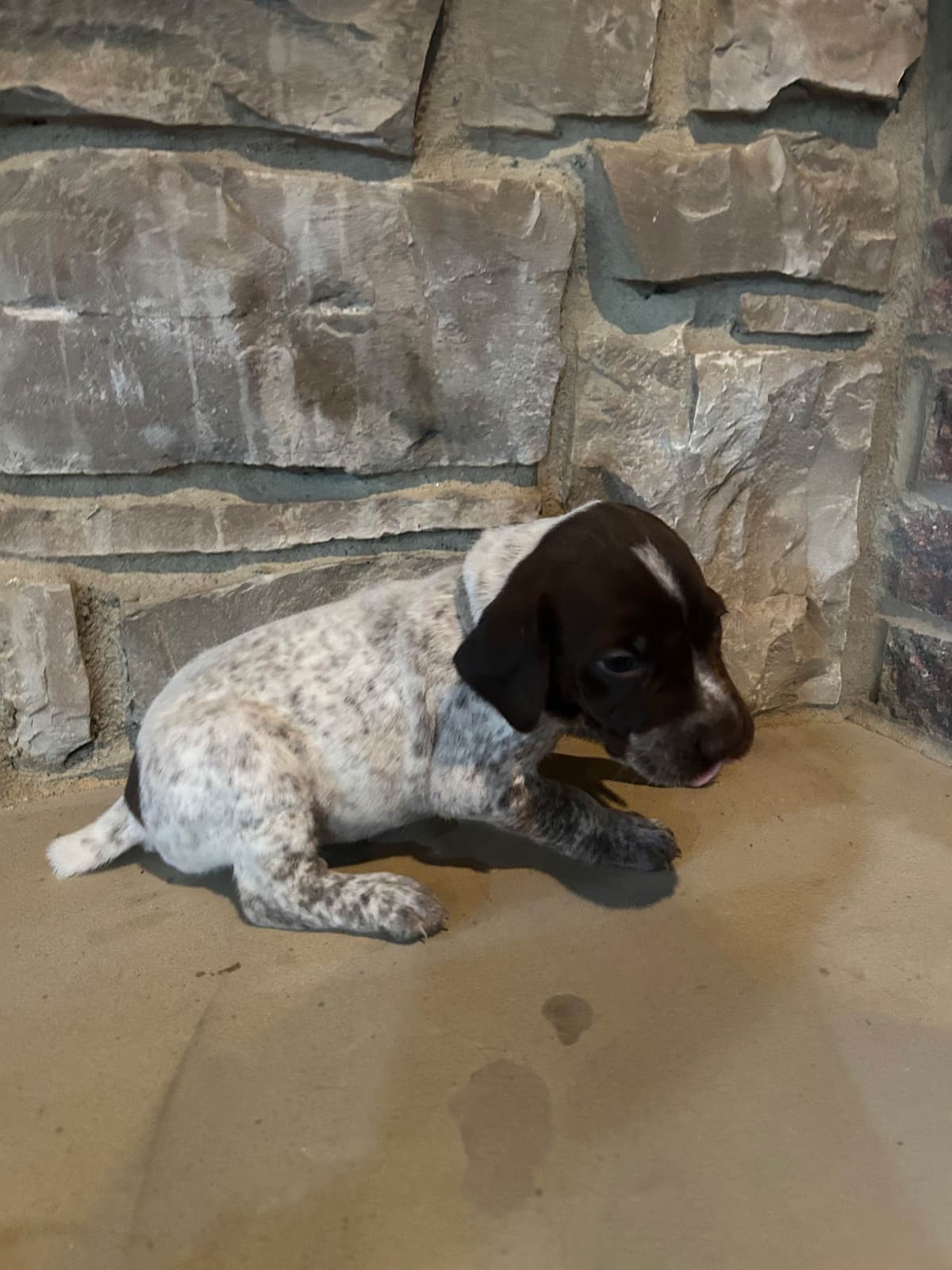 German Shorthaired Pointer Puppies breeder image 24