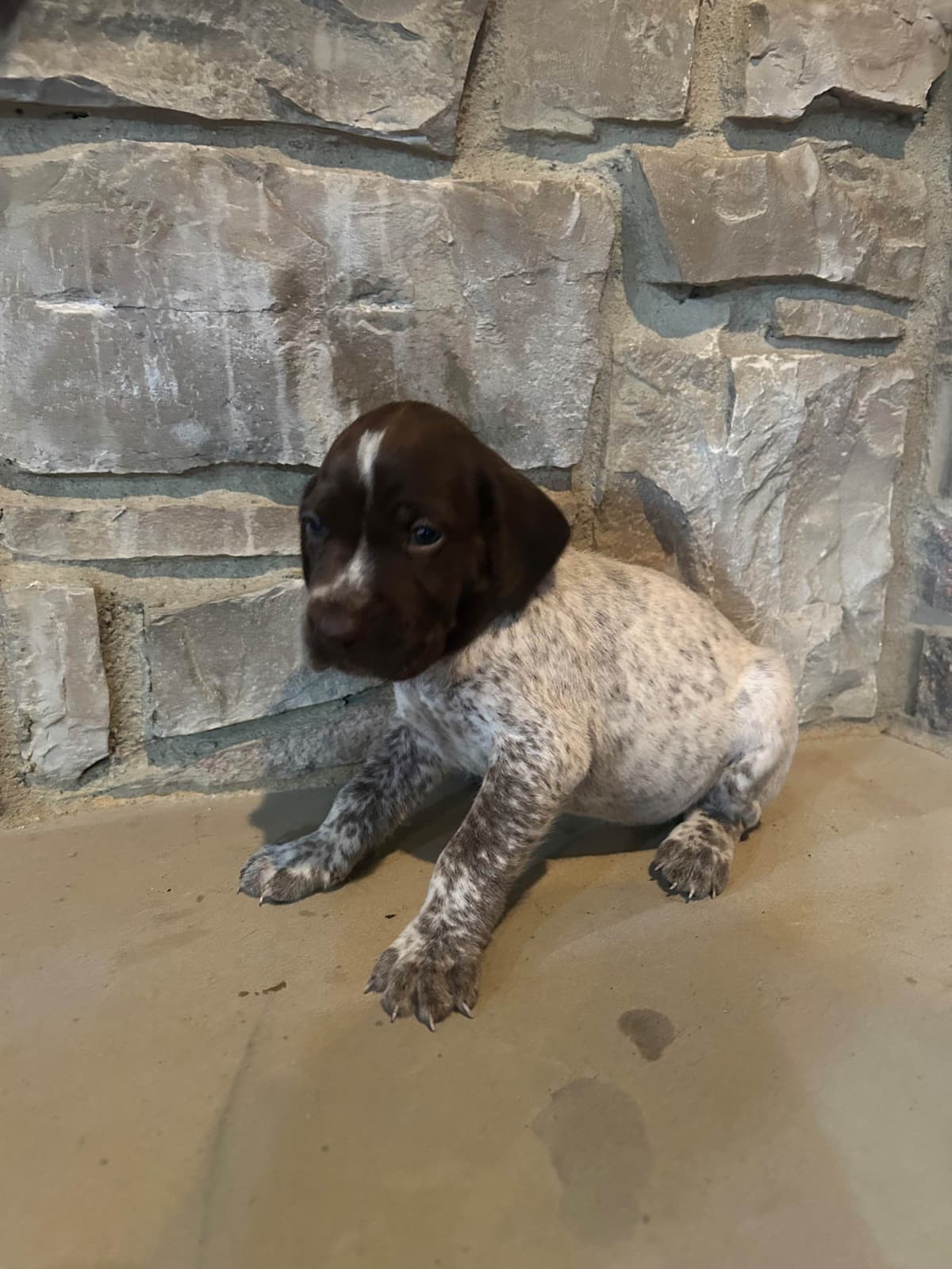 German Shorthaired Pointer Puppies breeder image 25