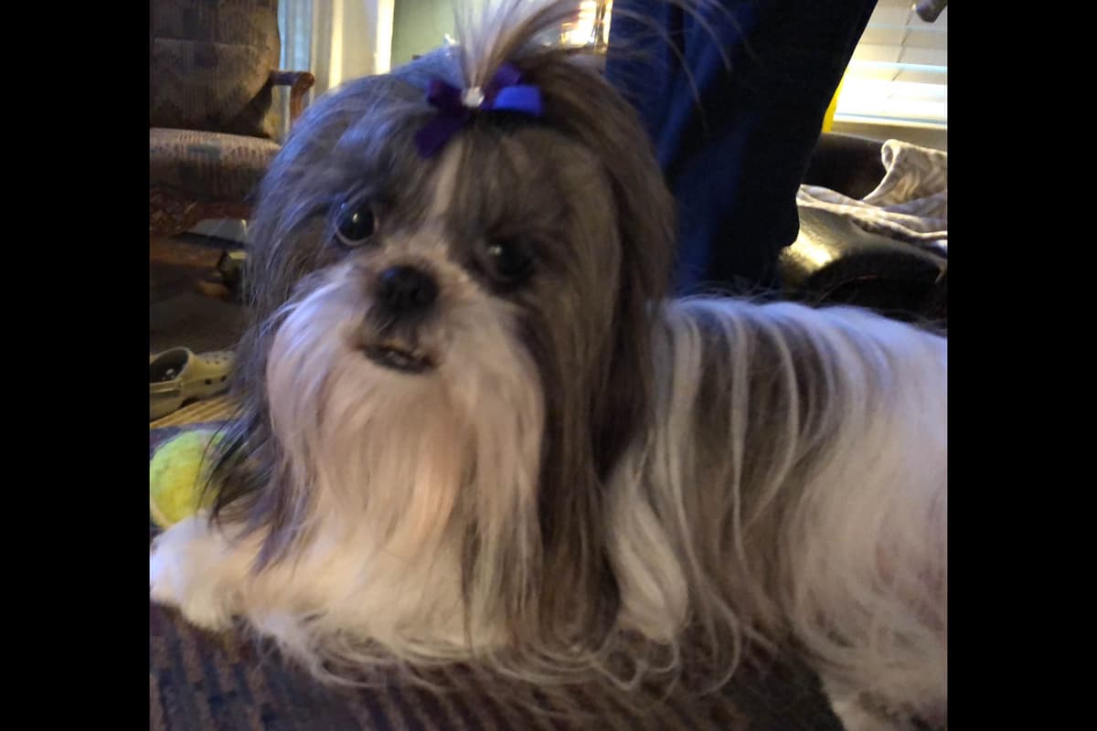 Shih Tzu Puppies breeder image 1