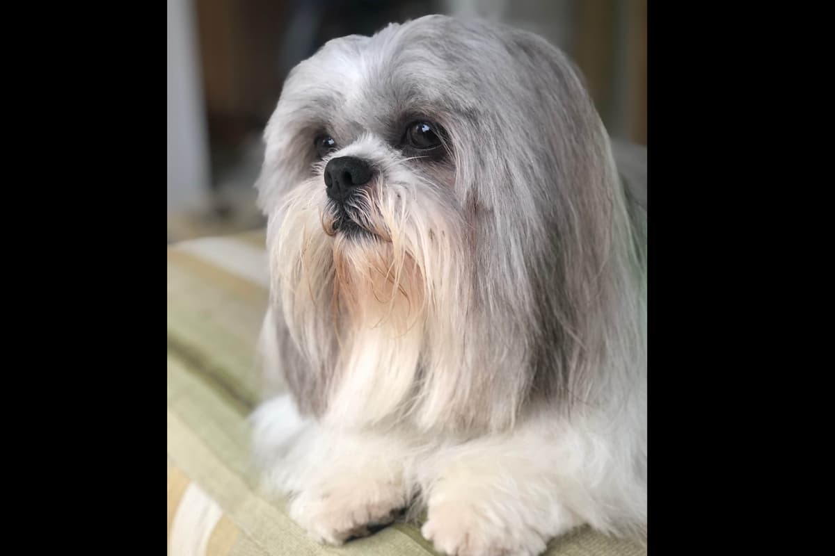 Shih Tzu Puppies breeder image 3