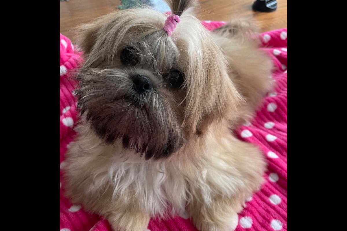 Shih Tzu Puppies breeder image 4