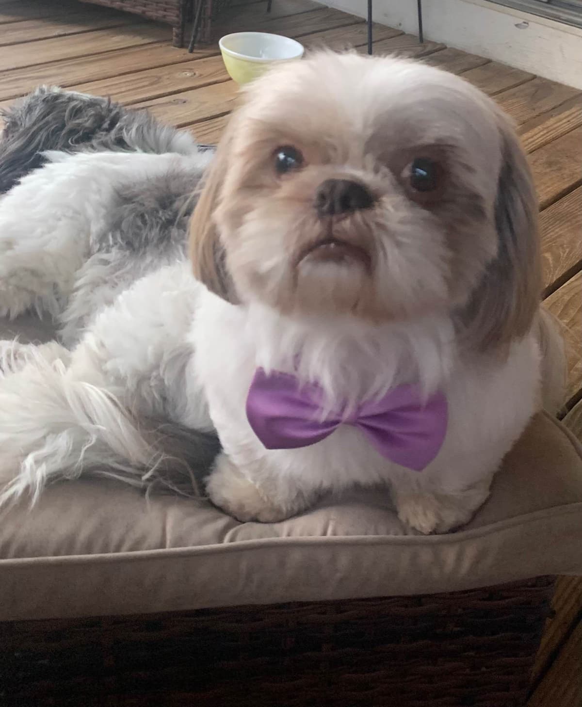 Shih Tzu Puppies breeder image 5