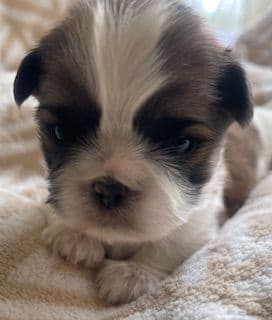 Shih Tzu Puppies media 7