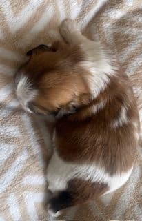 Shih Tzu Puppies media 8