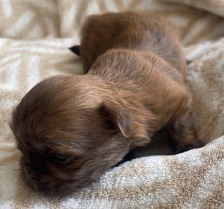Shih Tzu Puppies media 10