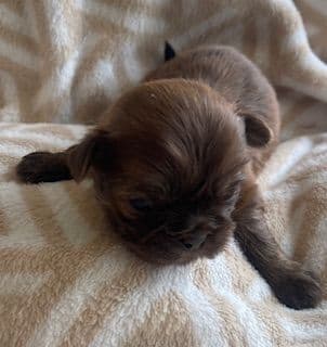Shih Tzu Puppies media 2
