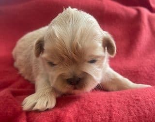 Shih Tzu Puppies media 3