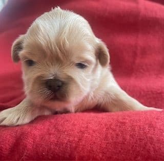Shih Tzu Puppies media 4