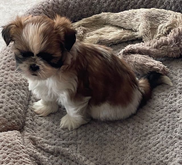 Shih Tzu Puppies media 5