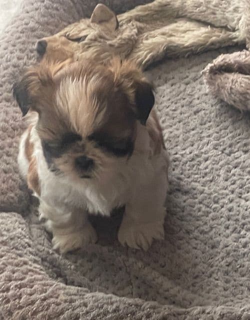 Shih Tzu Puppies media 6