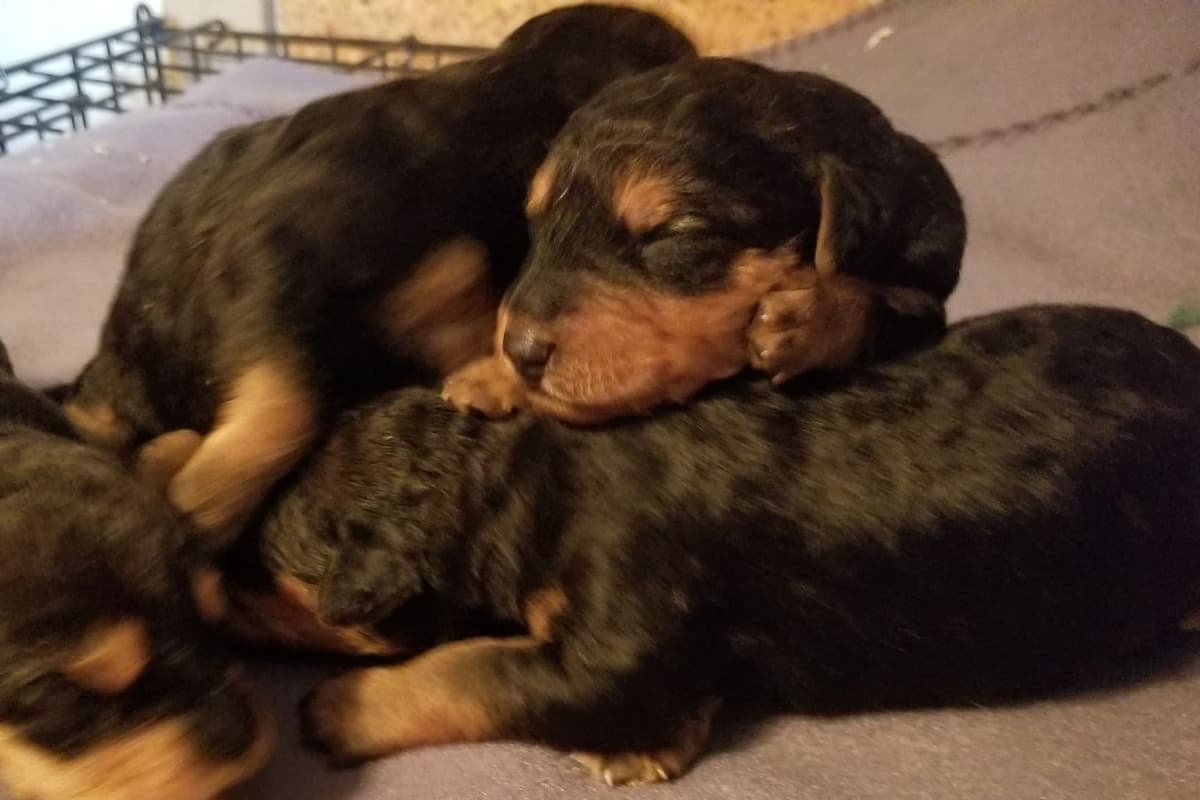 Great Dane Puppies breeder image 1