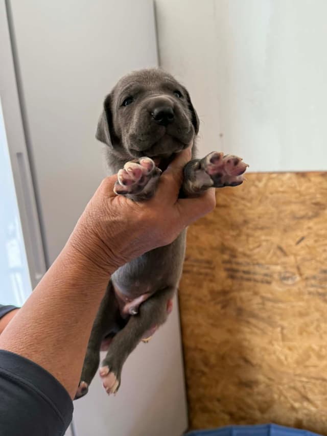 Great Dane Puppies media 3