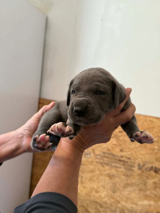 Great Dane Puppies media 2
