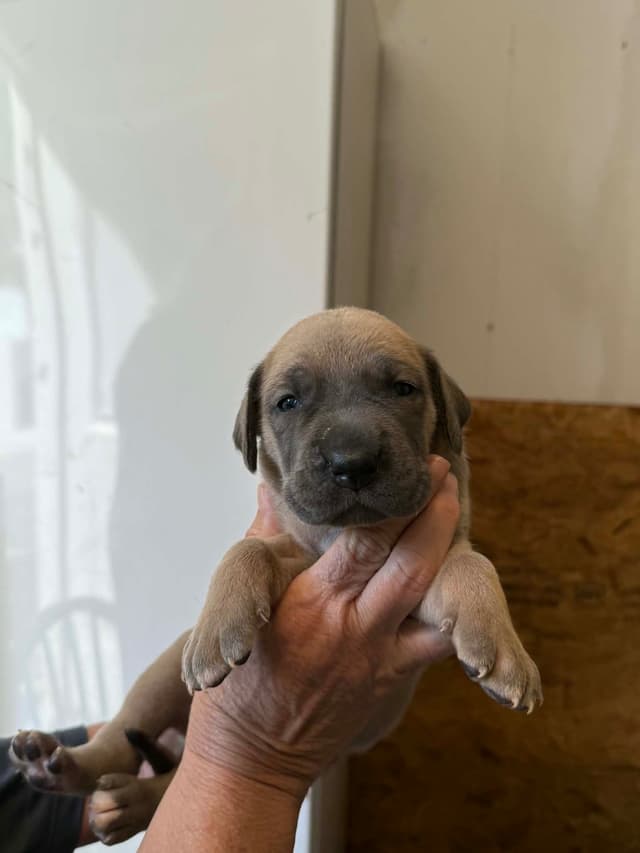 Great Dane Puppies media 4