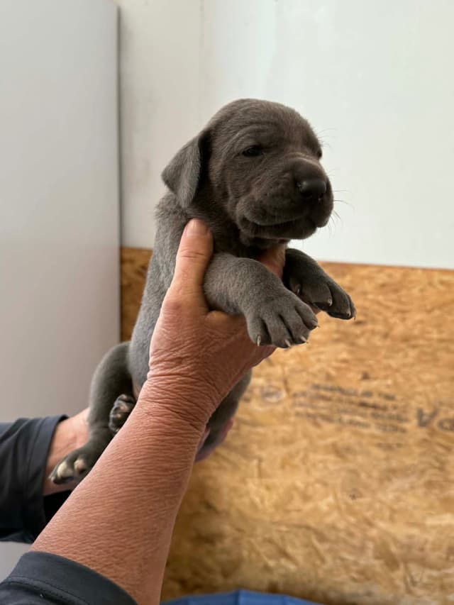 Great Dane Puppies media 6
