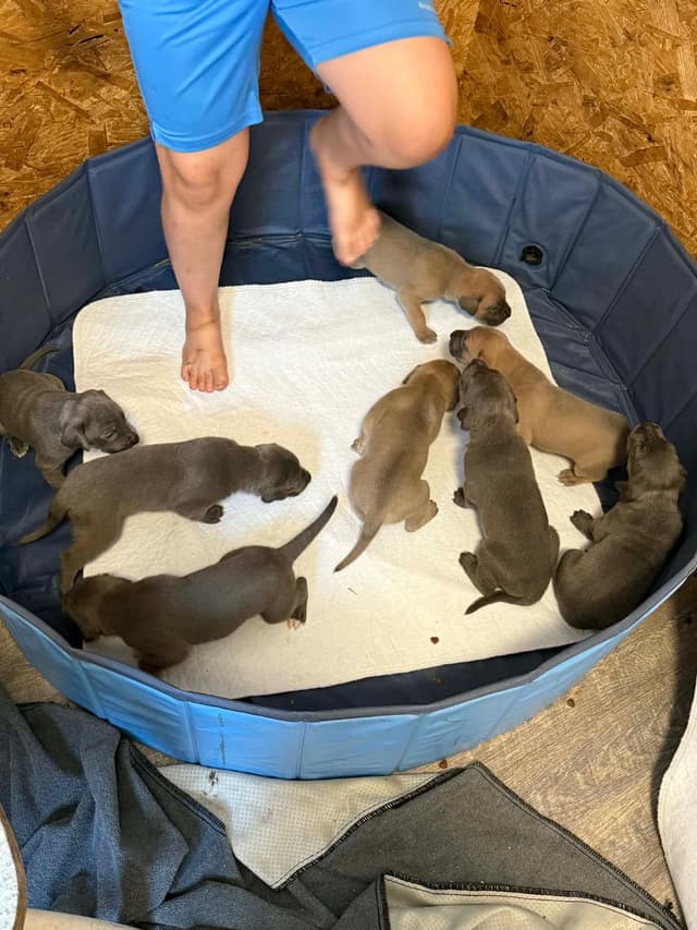 Great Dane Puppies media 5