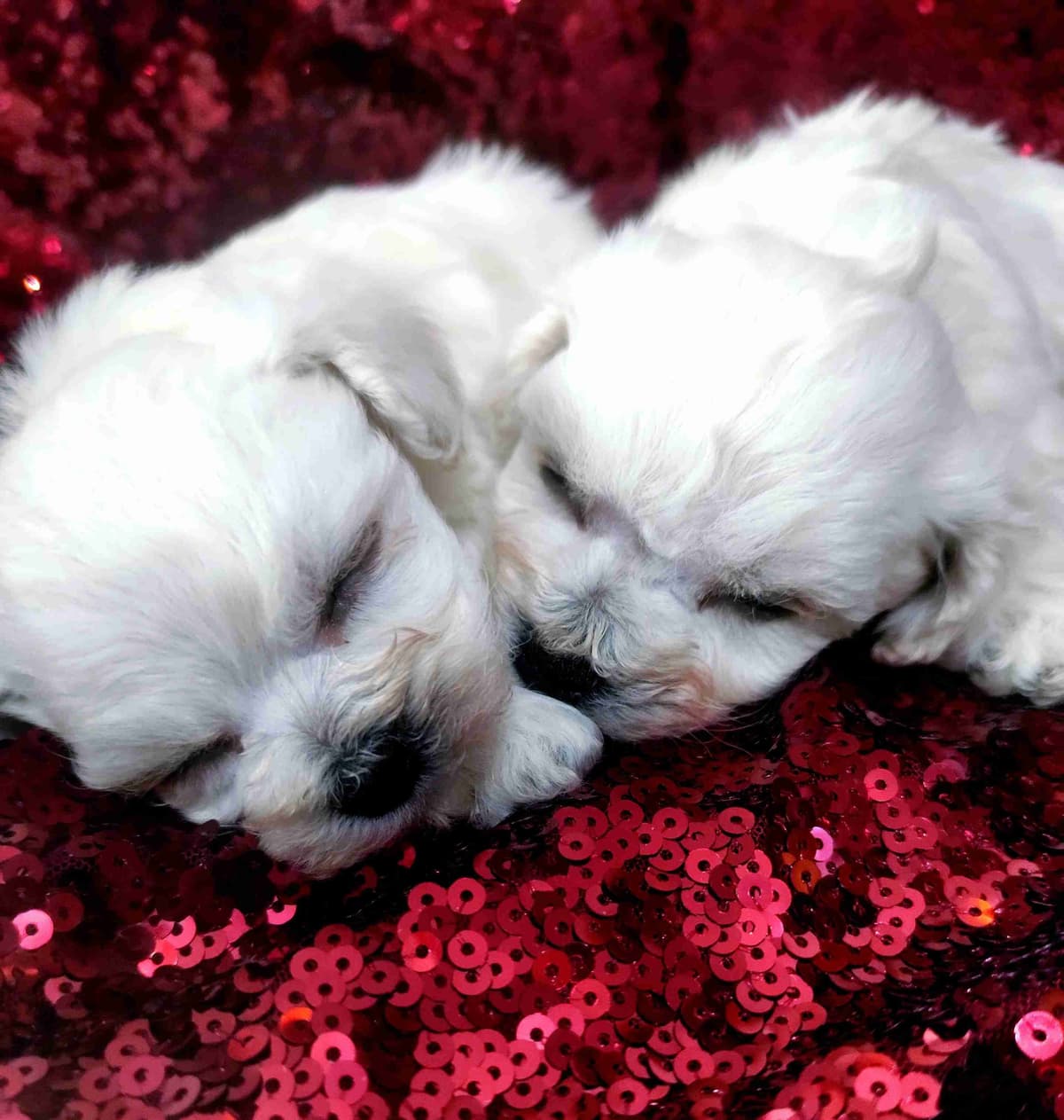 Bichon Frise Puppies breeder image 1