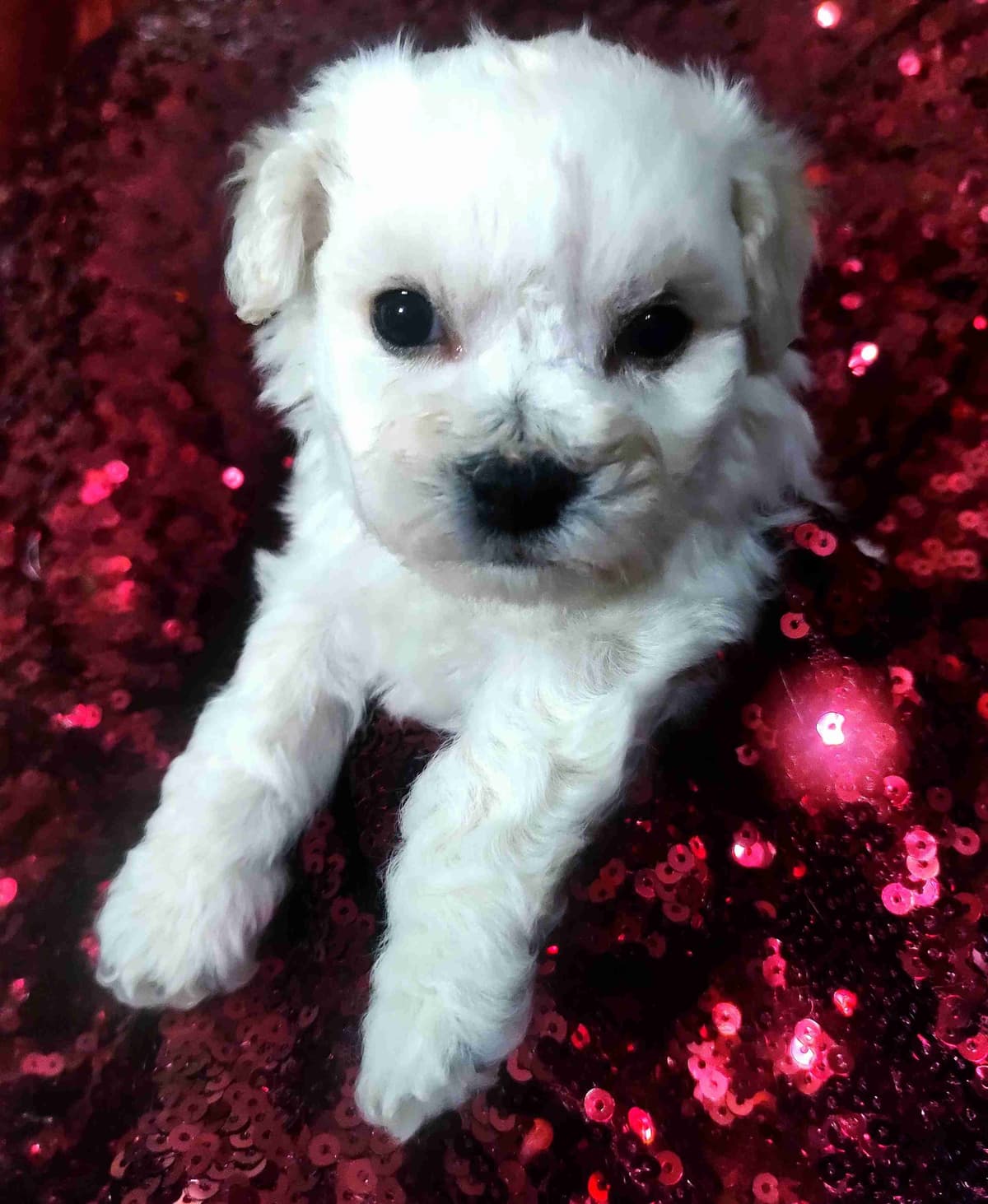 Bichon Frise Puppies breeder image 5