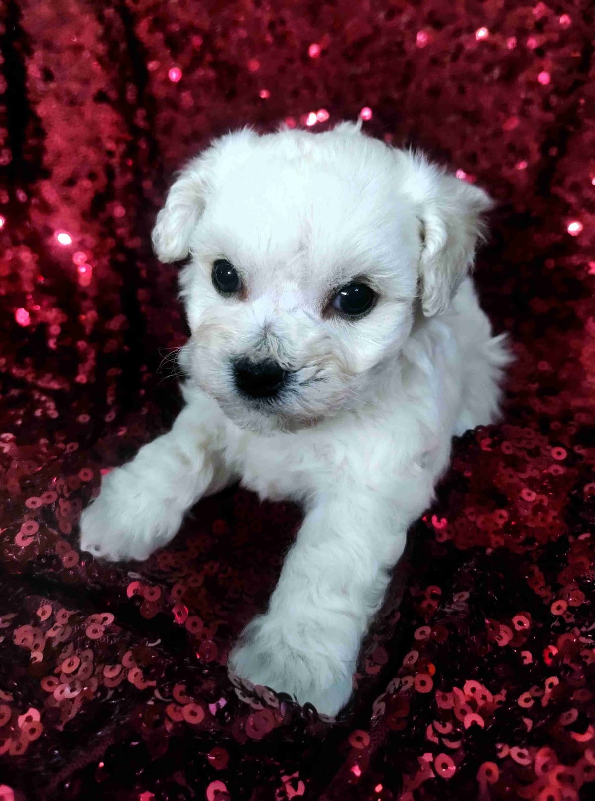 Bichon Frise Puppies breeder image 7