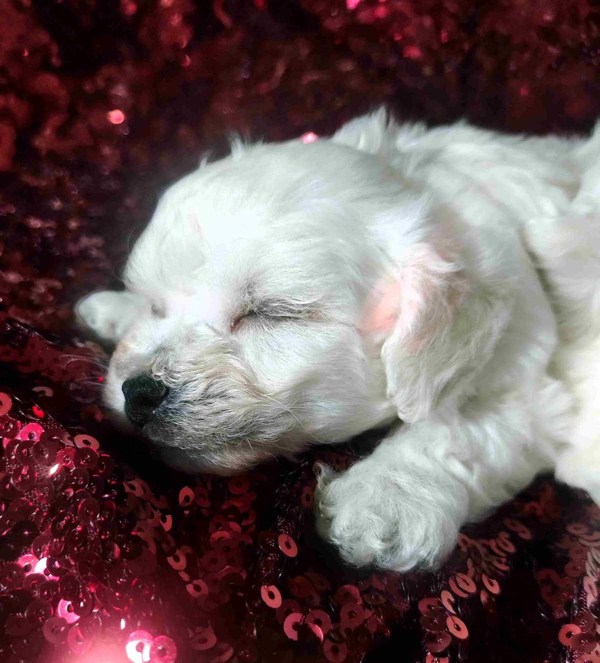 Bichon Frise Puppies breeder image 2