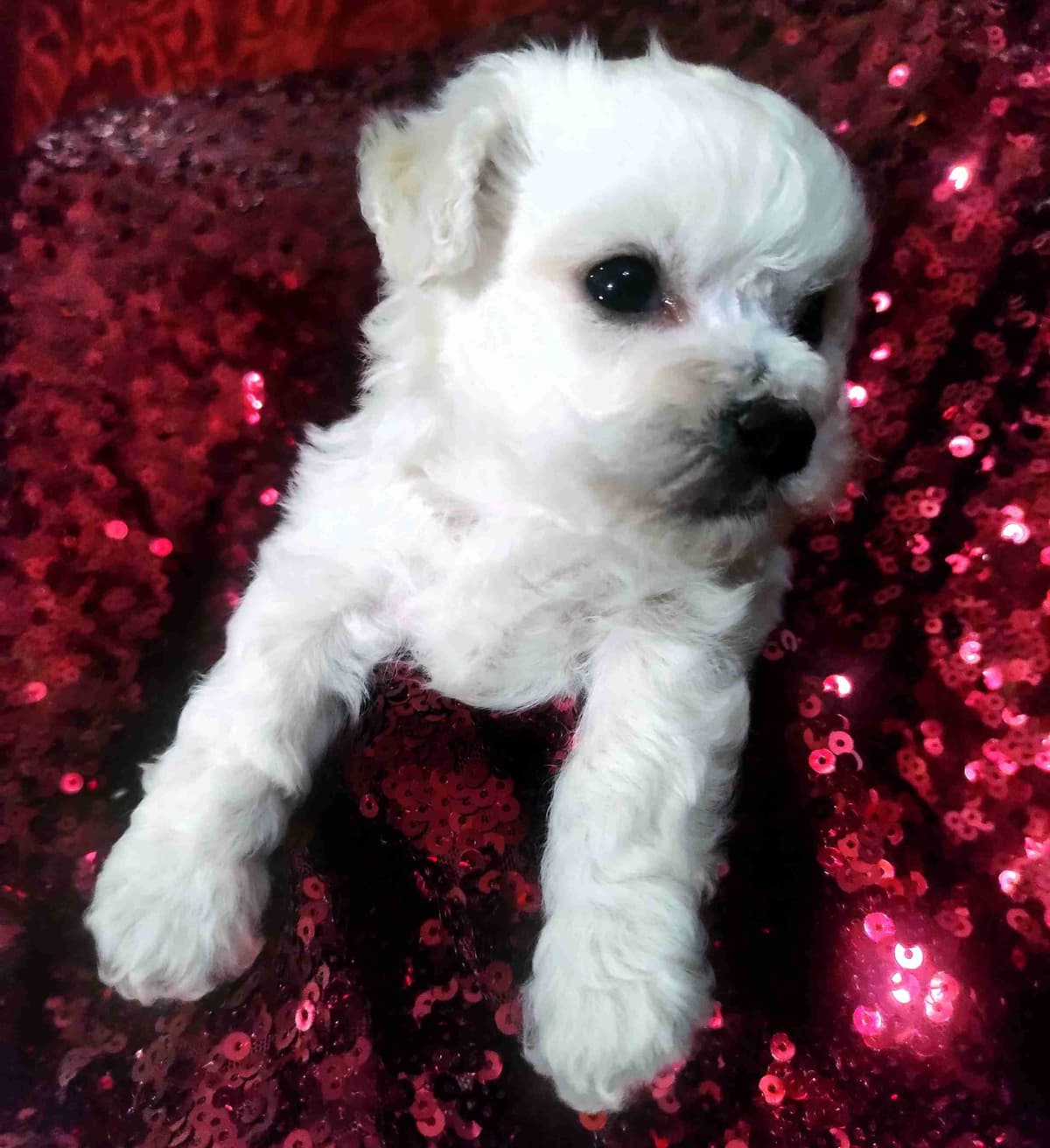 Bichon Frise Puppies breeder image 6