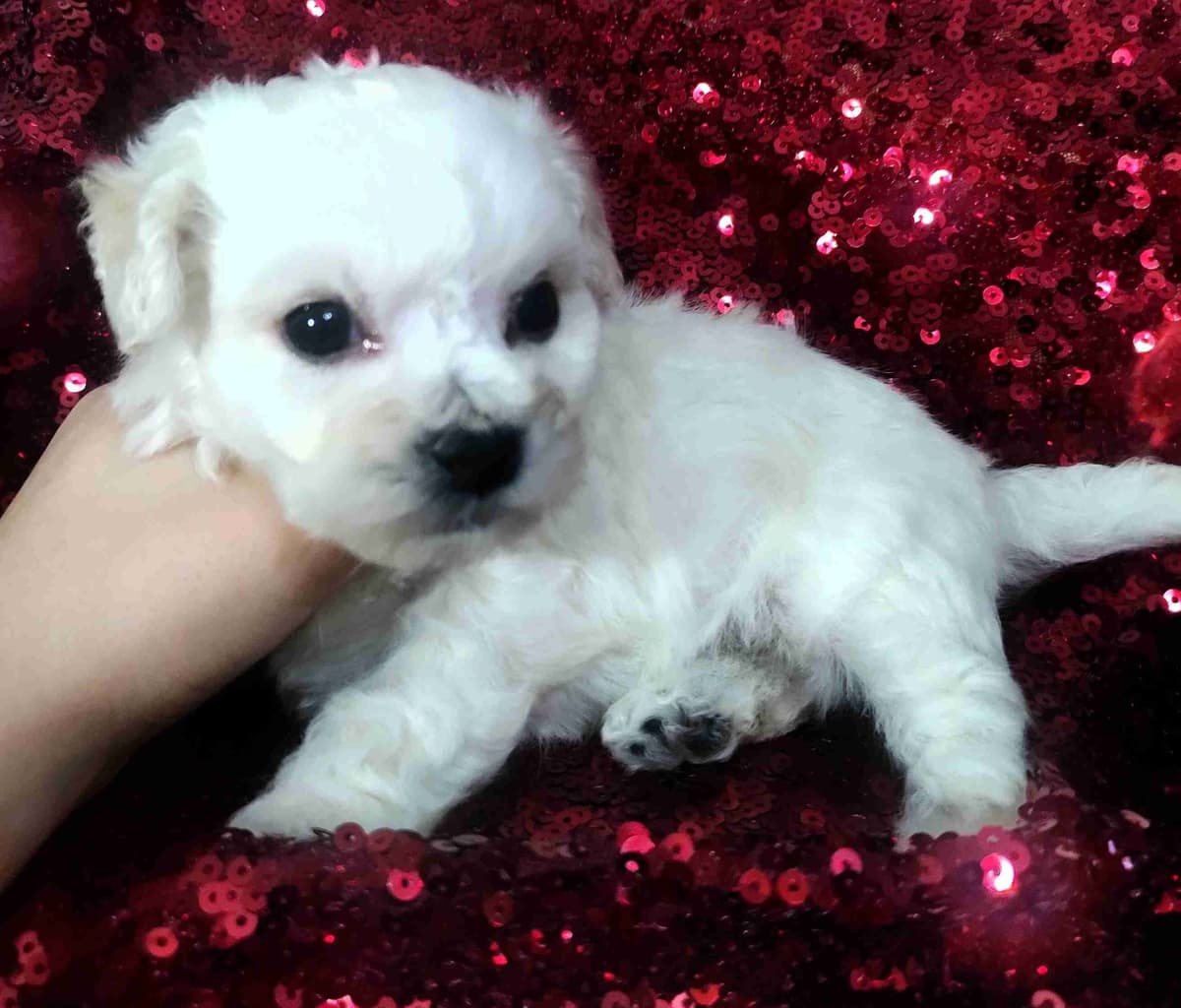 Bichon Frise Puppies breeder image 4