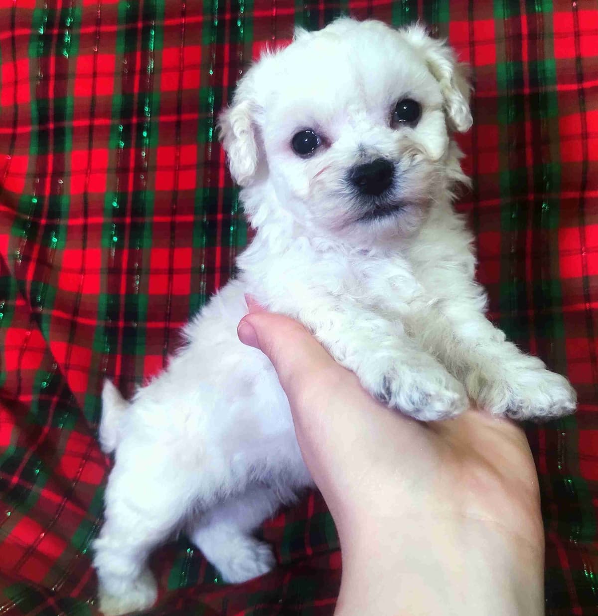 Bichon Frise Puppies breeder image 9