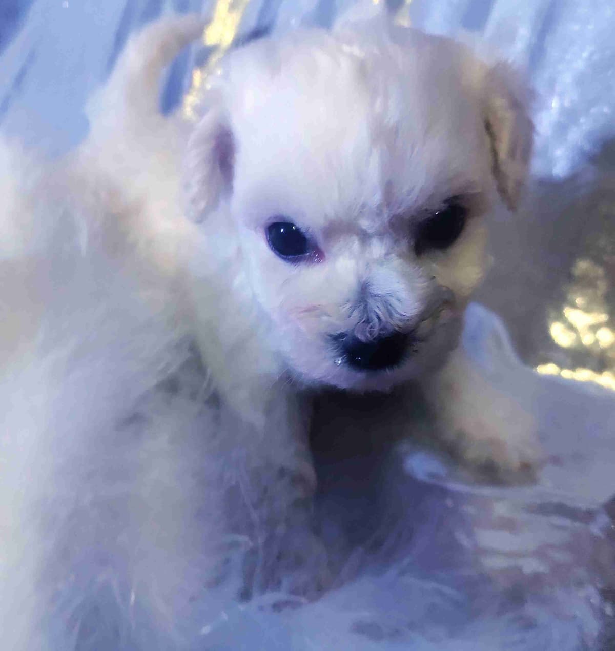 Bichon Frise Puppies breeder image 11