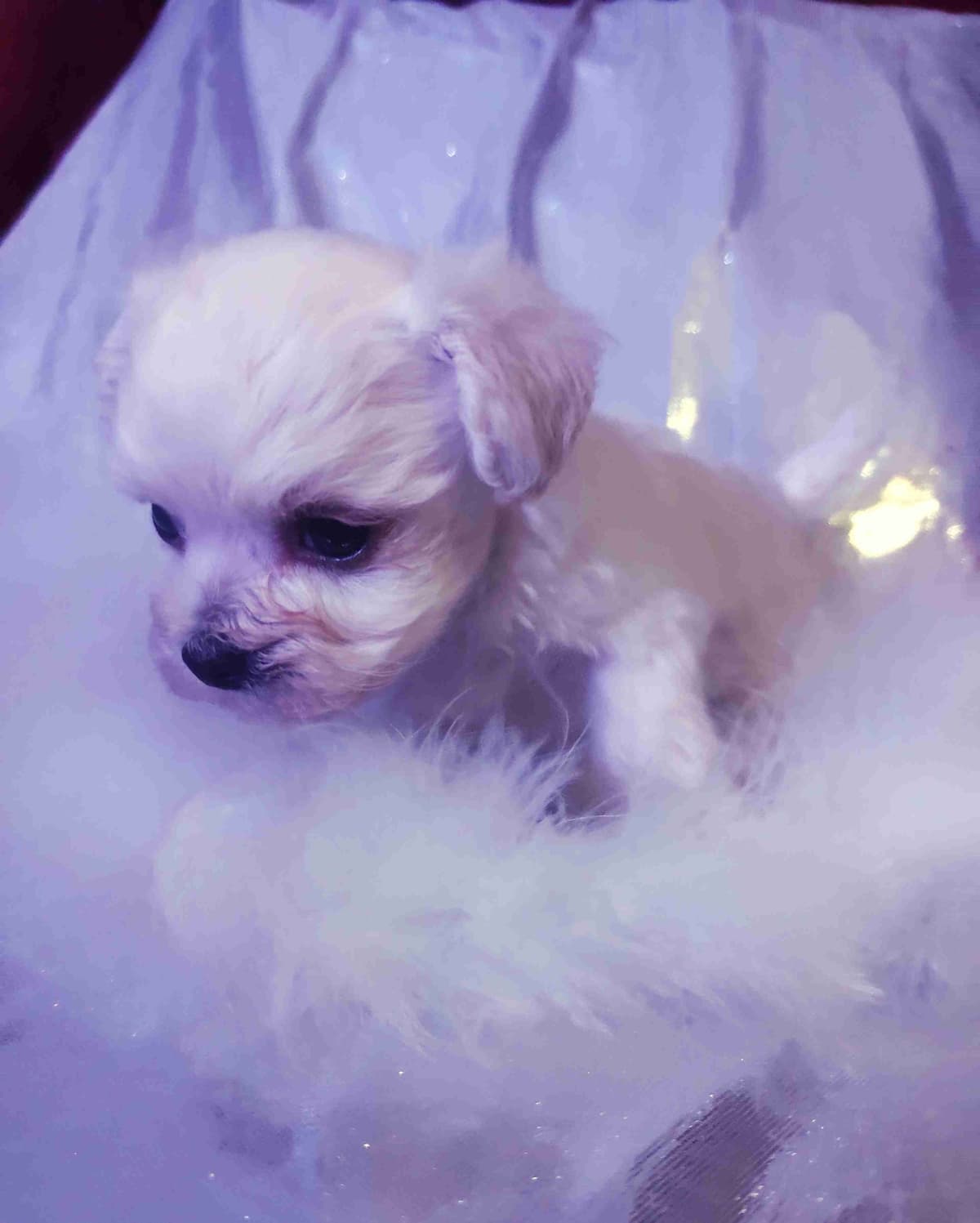 Bichon Frise Puppies breeder image 10