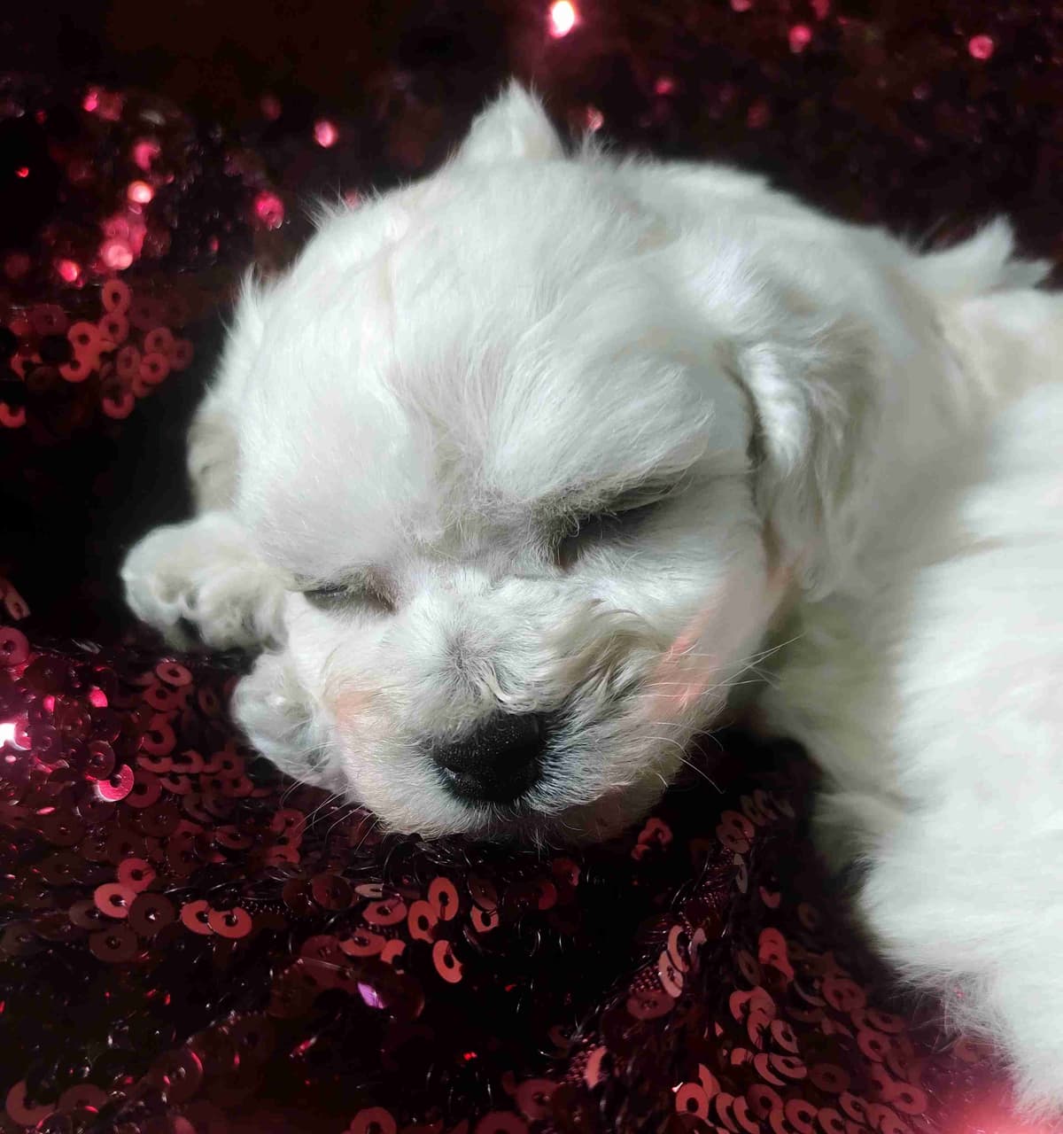 Bichon Frise Puppies breeder image 3