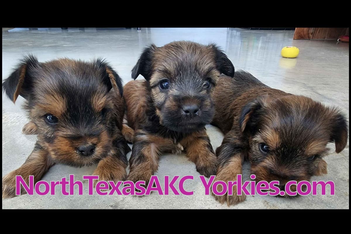 Traditional Male & Female Yorkie Puppies - Ready Now!!! breeder image 1
