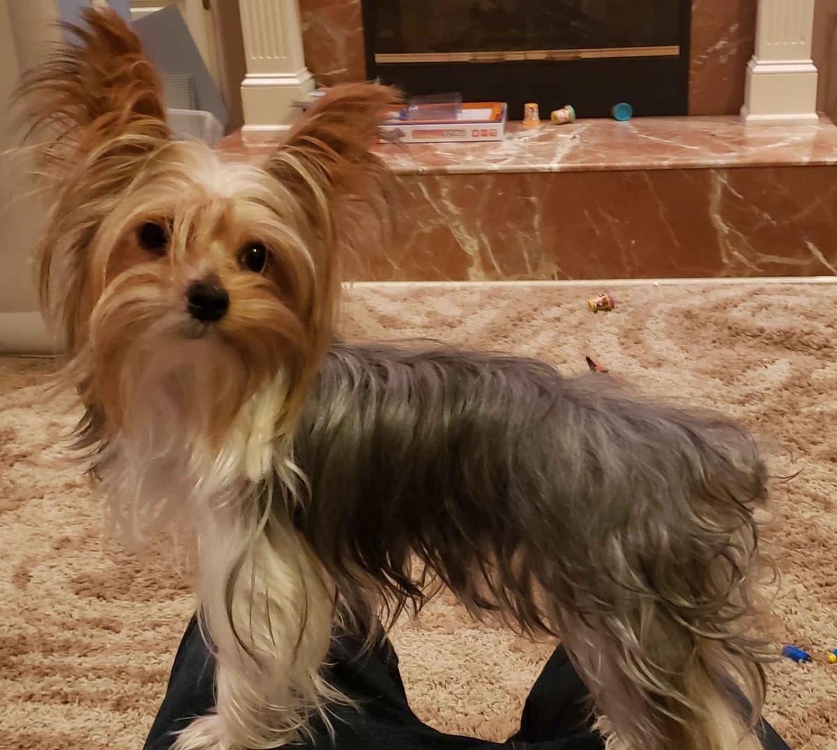 Traditional Male & Female Yorkie Puppies - Ready Now!!! breeder image 4