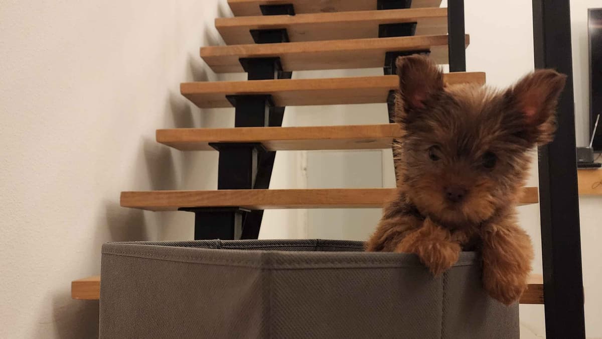 Traditional Male & Female Yorkie Puppies - Ready Now!!! breeder image 5