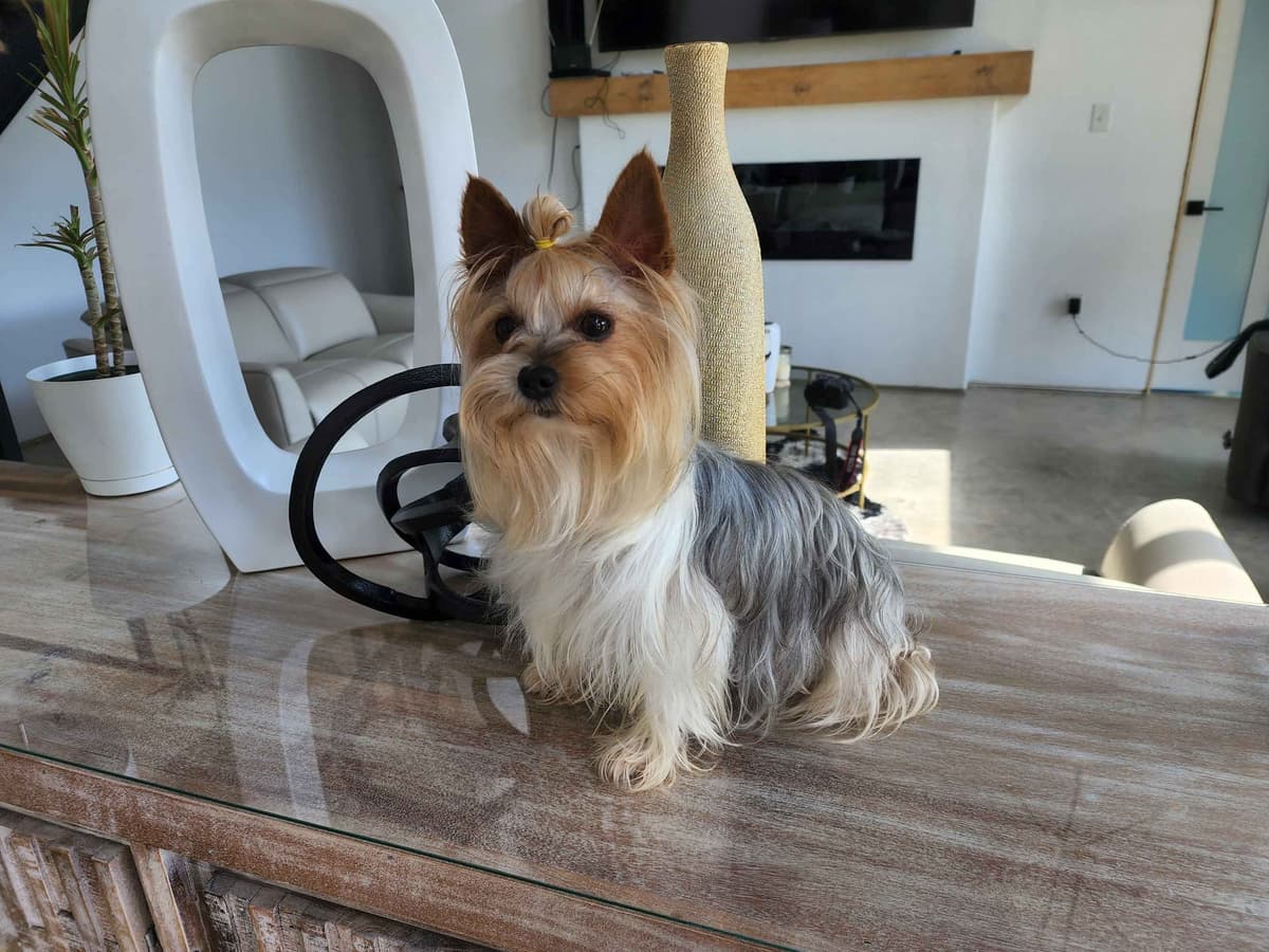 Traditional Male & Female Yorkie Puppies - Ready Now!!! breeder image 9
