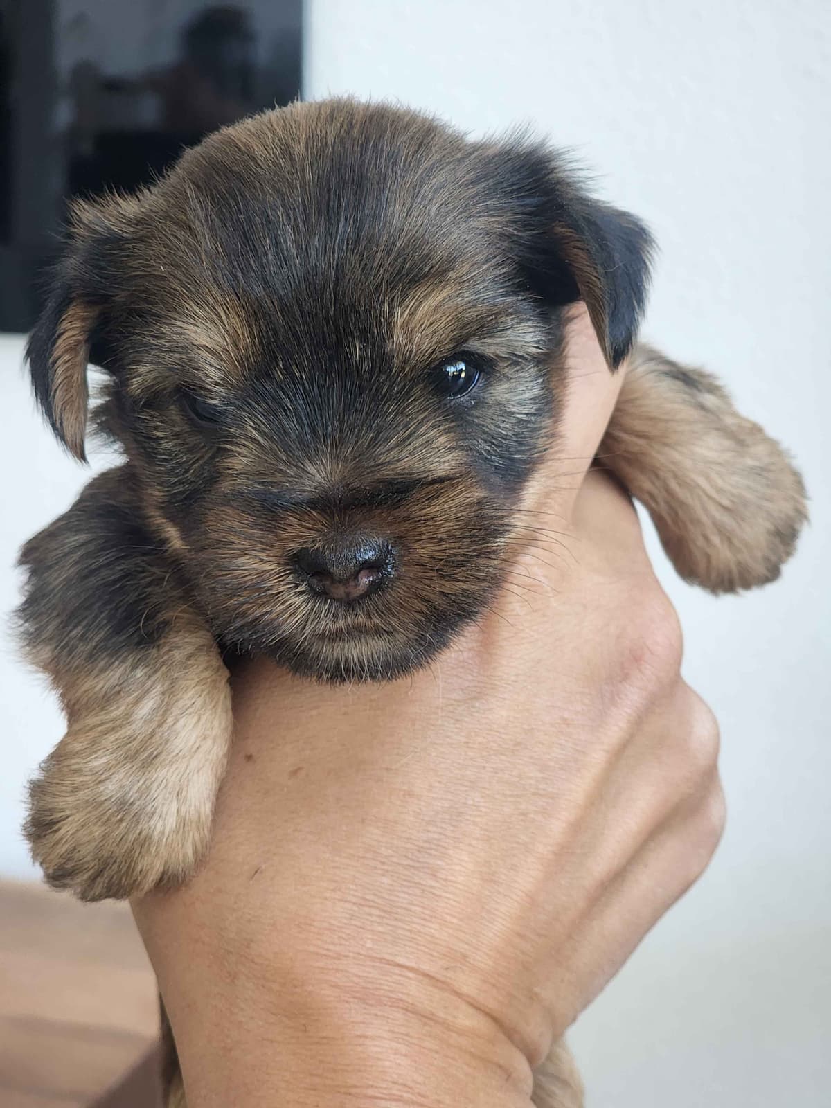 Traditional Male & Female Yorkie Puppies - Ready Now!!! breeder image 11