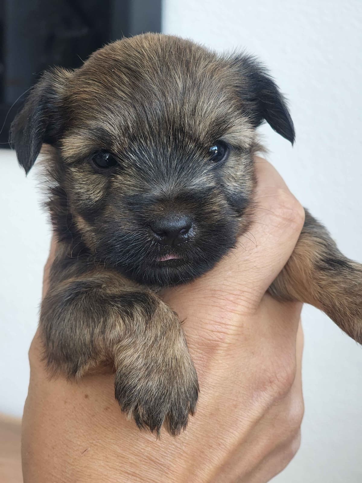 Traditional Male & Female Yorkie Puppies - Ready Now!!! breeder image 13