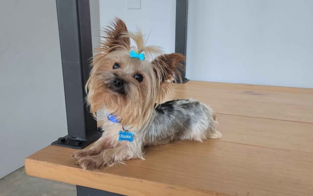 Yorkie Babies - Ready Now! media 2